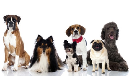 Know More About the Top 10 Dog Breeds