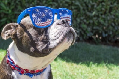 The Top 10 Most Popular Dogs in America