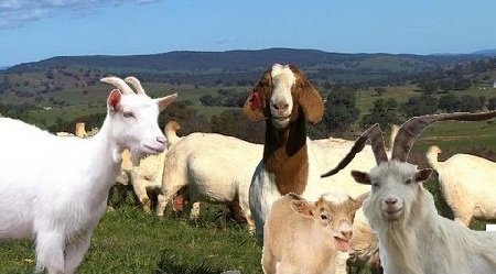 Popular List of Goat Breeds