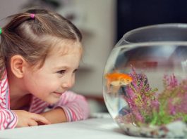 Top 10 Fish Breeds That Kids Like