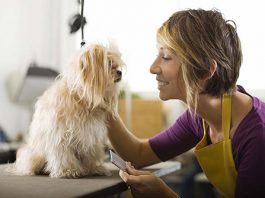 Puppy Grooming Tips