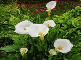 Arum Lily Plant