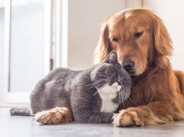 Best Insurance Plans for Dogs and Cats
