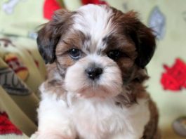 How to Care for Shichon Puppies