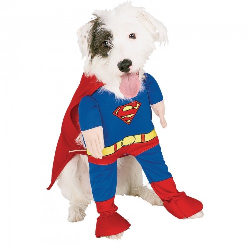Superman Dog