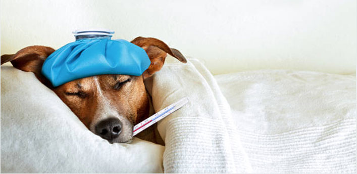 Top 10 Signs Your Dog May Be Sick