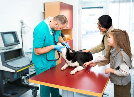 What are the symptoms of kidney disease in dogs?
