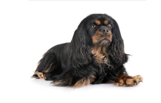 small dog breeds and hybrids 