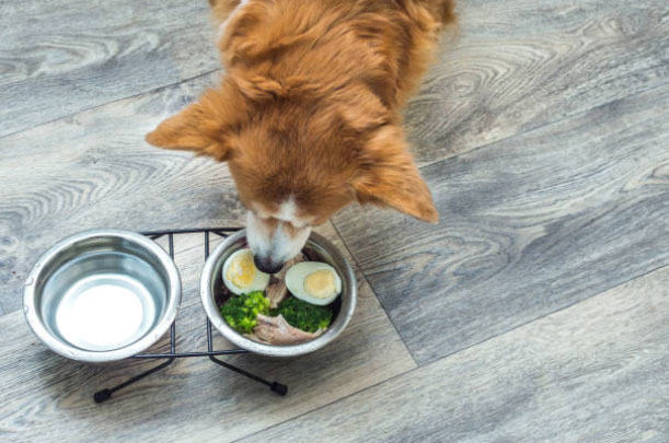 what human foods can dogs eat