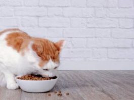 How much should you feed your indoor cat?