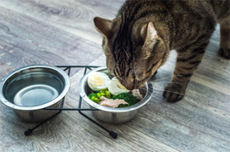homemade cat food for weight loss