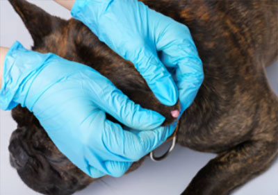 home remedies for warts in dogs 