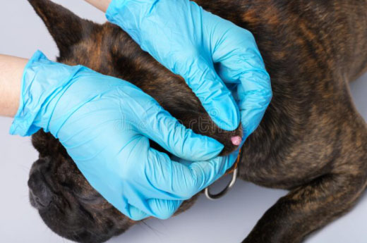 how to remove warts in dogs 