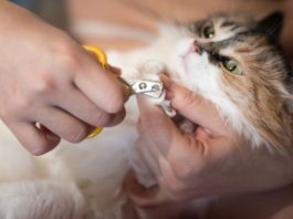 how to trim cat claws alone