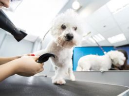 What kind of dryers do dog groomers use?