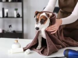 how to dry your dog's hair without a hairdryer