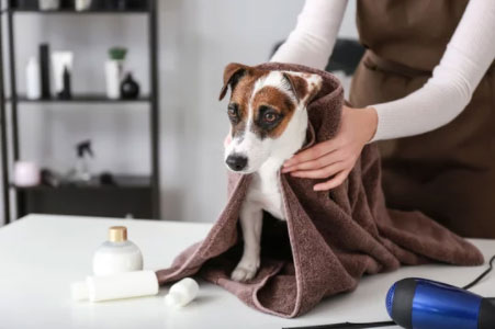 how to dry your dog's hair without a hairdryer