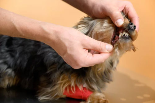 how to identify dental disease in your dog