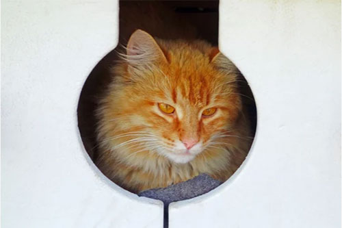 Outdoor Cat Shelter Ideas for Multiple Cats