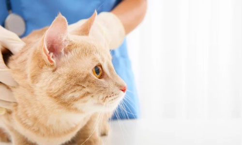 Signs of Hyperthyroidism in Cats