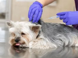 importance of regular vaccinations for your dog or cat
