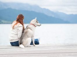 summer first aid tips for your pets