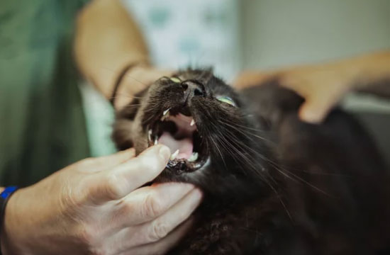 what causes resorptive lesions in cats