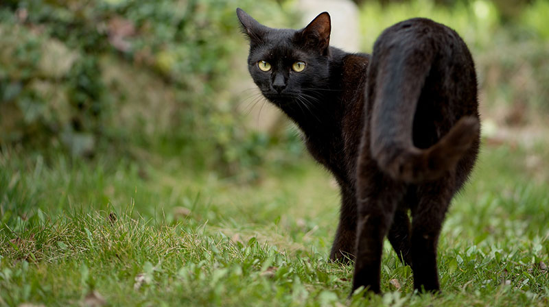 Adopting a Black Cat