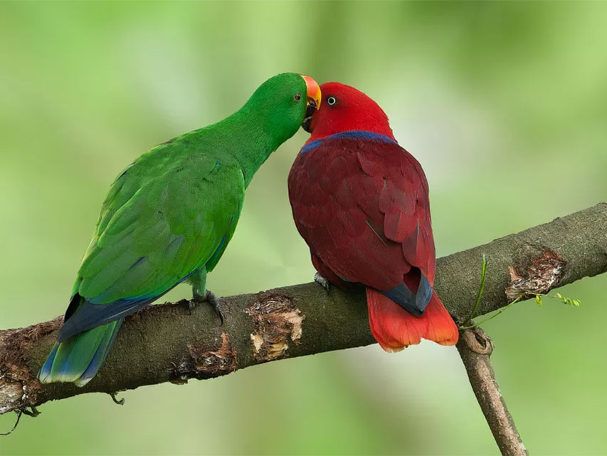 Eclectus Parrot Lifestyle