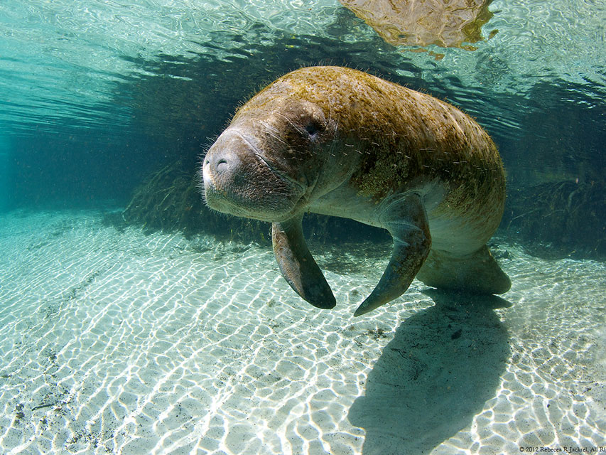 Manatee - Slowest Moving Animals In The World