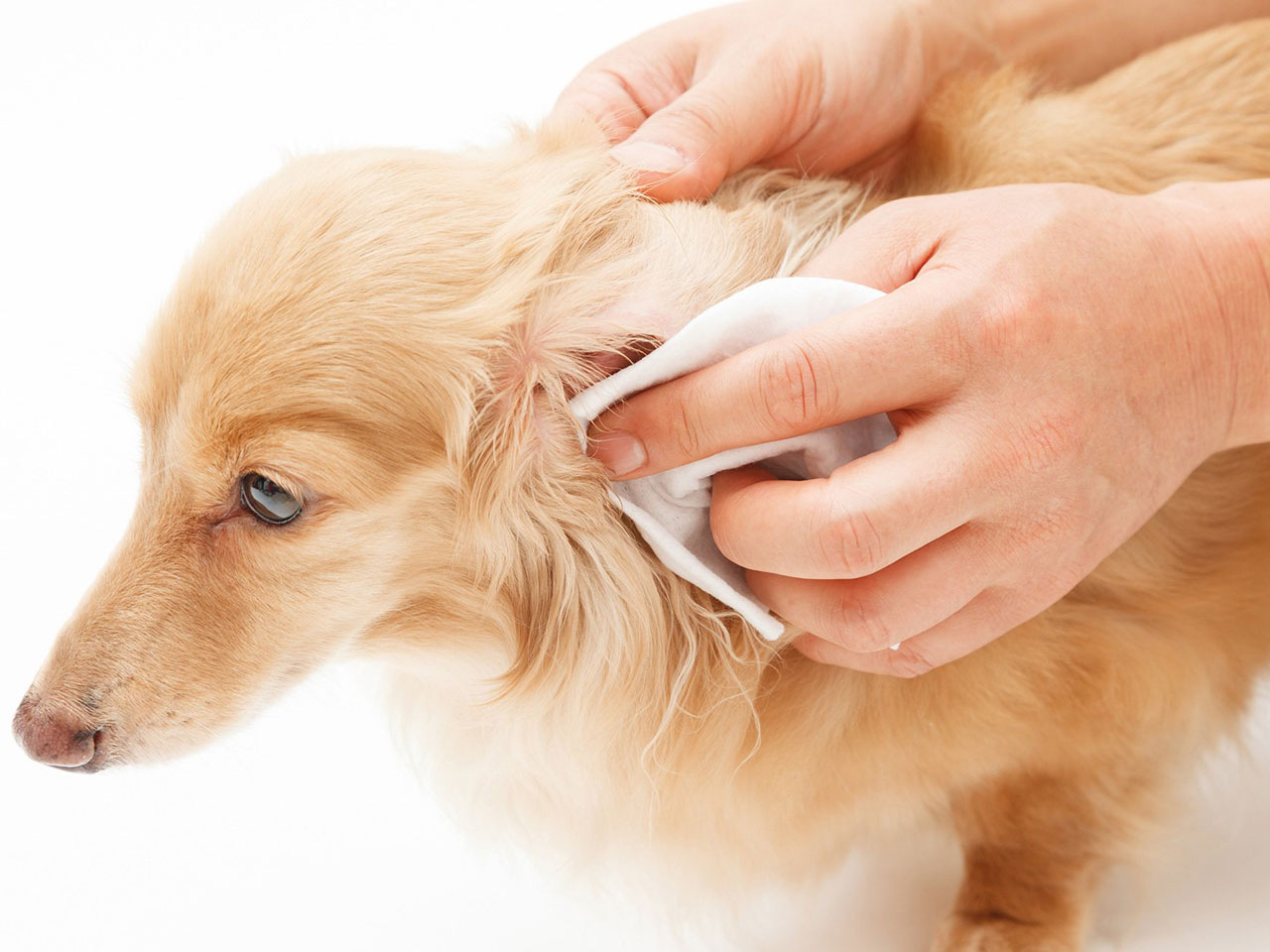 home remedies for dog’s itchy ears