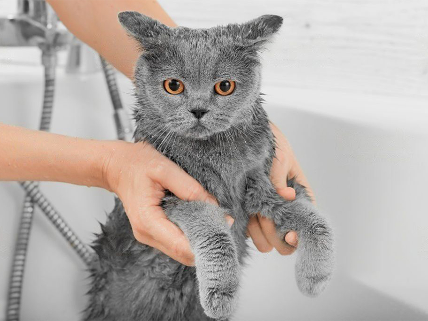 How to Wash a Cat Properly