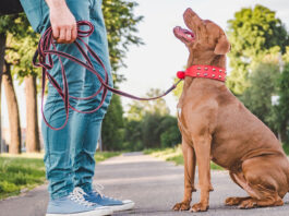 Dog Training Collars for Pitbulls