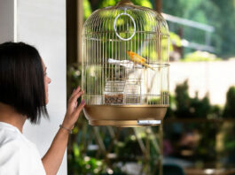 Bird Cage Cleaning Tips