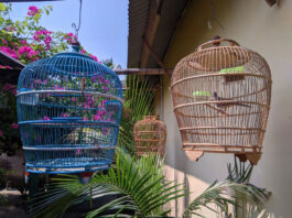 Canary bird cage setup tips