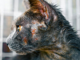 Home Remedies For Treating Ringworm In Cats