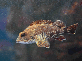 What causes white spots on tropical fish