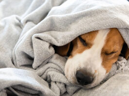 Dog Heating Blankets