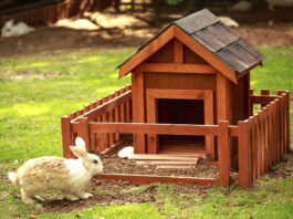 rabbit hutch outdoor ideas