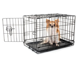 dog crate training separation anxiety